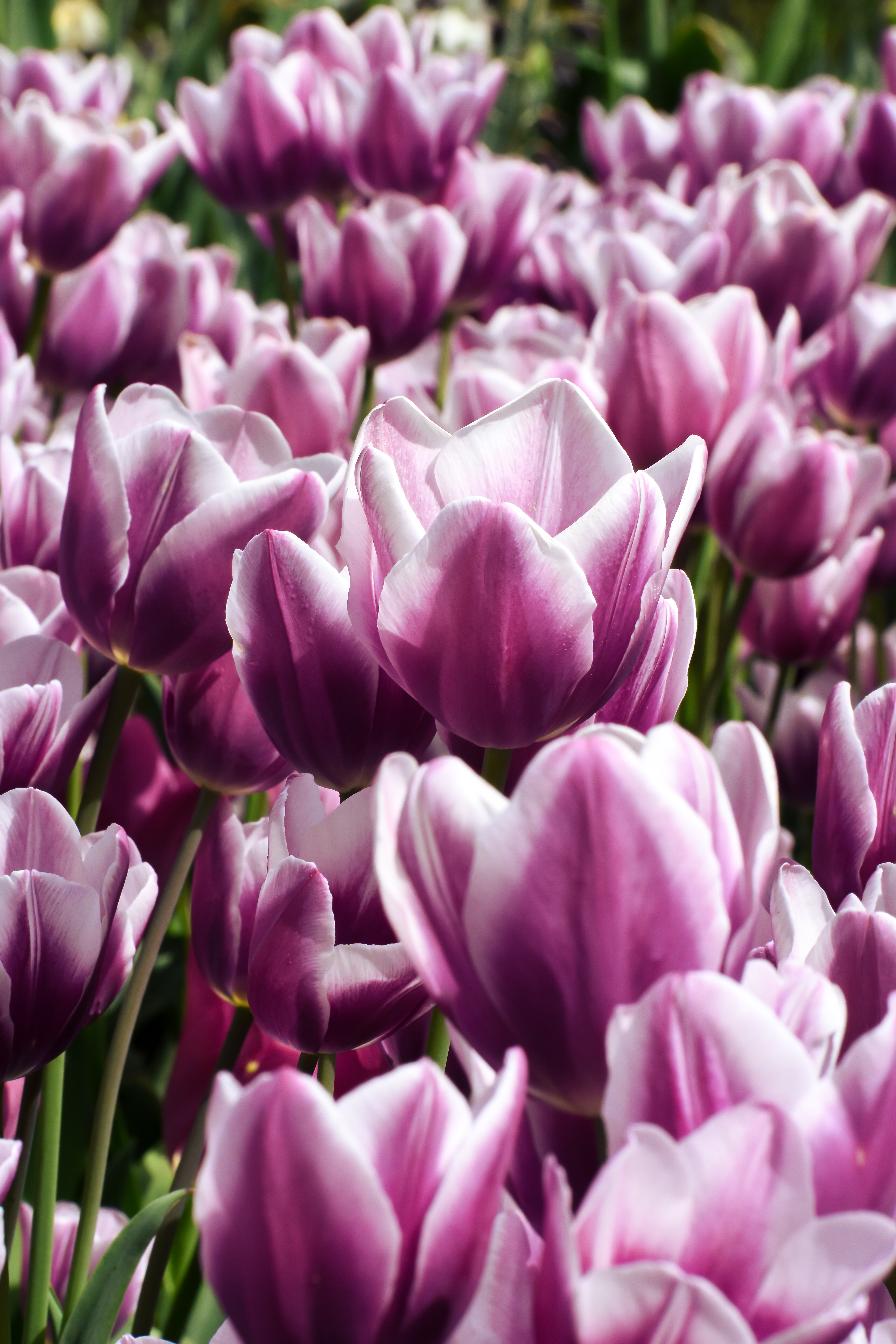 Petals in Focus collection cover.